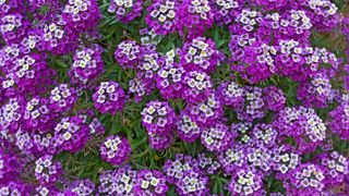 Sweet Alyssum Royal Carpet