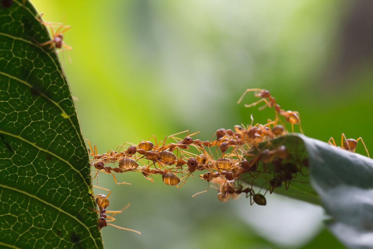 Another cool plant defense mechanism.