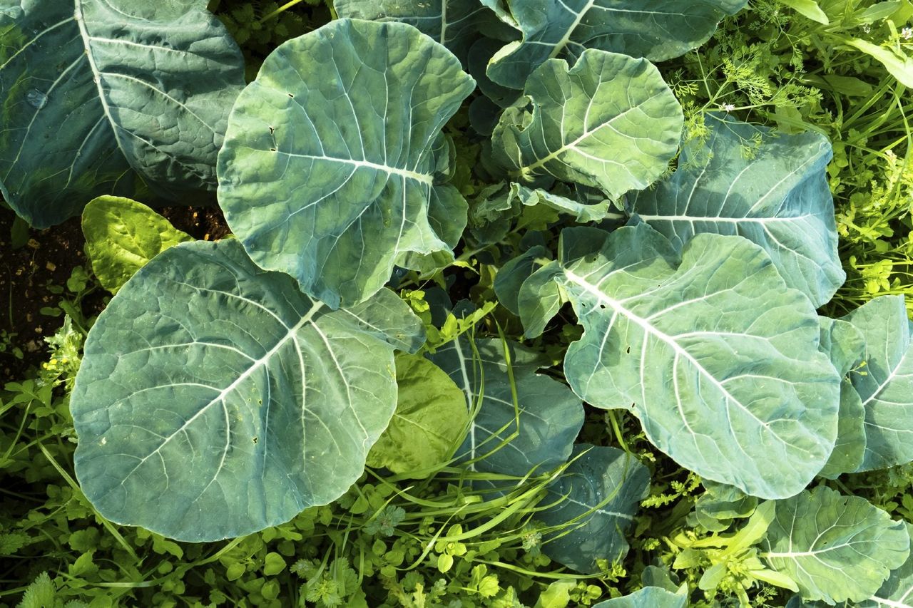 Large Green Leafy Plants