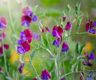 Delicate purple sweet pea blossoms