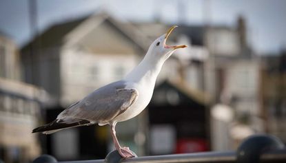 A seagull 