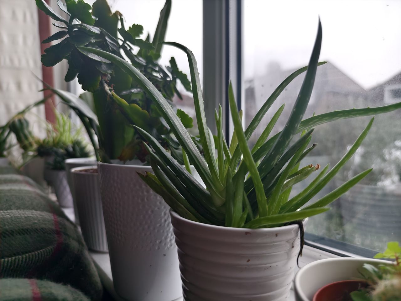 A camera sample taken on the Vivo X100 Pro