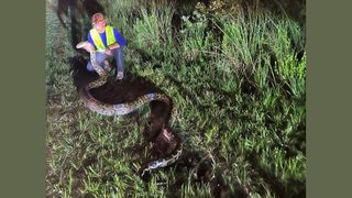 Man in a neon vest holds the neck of a 17.5 foot long python stretched out in the grass beside him