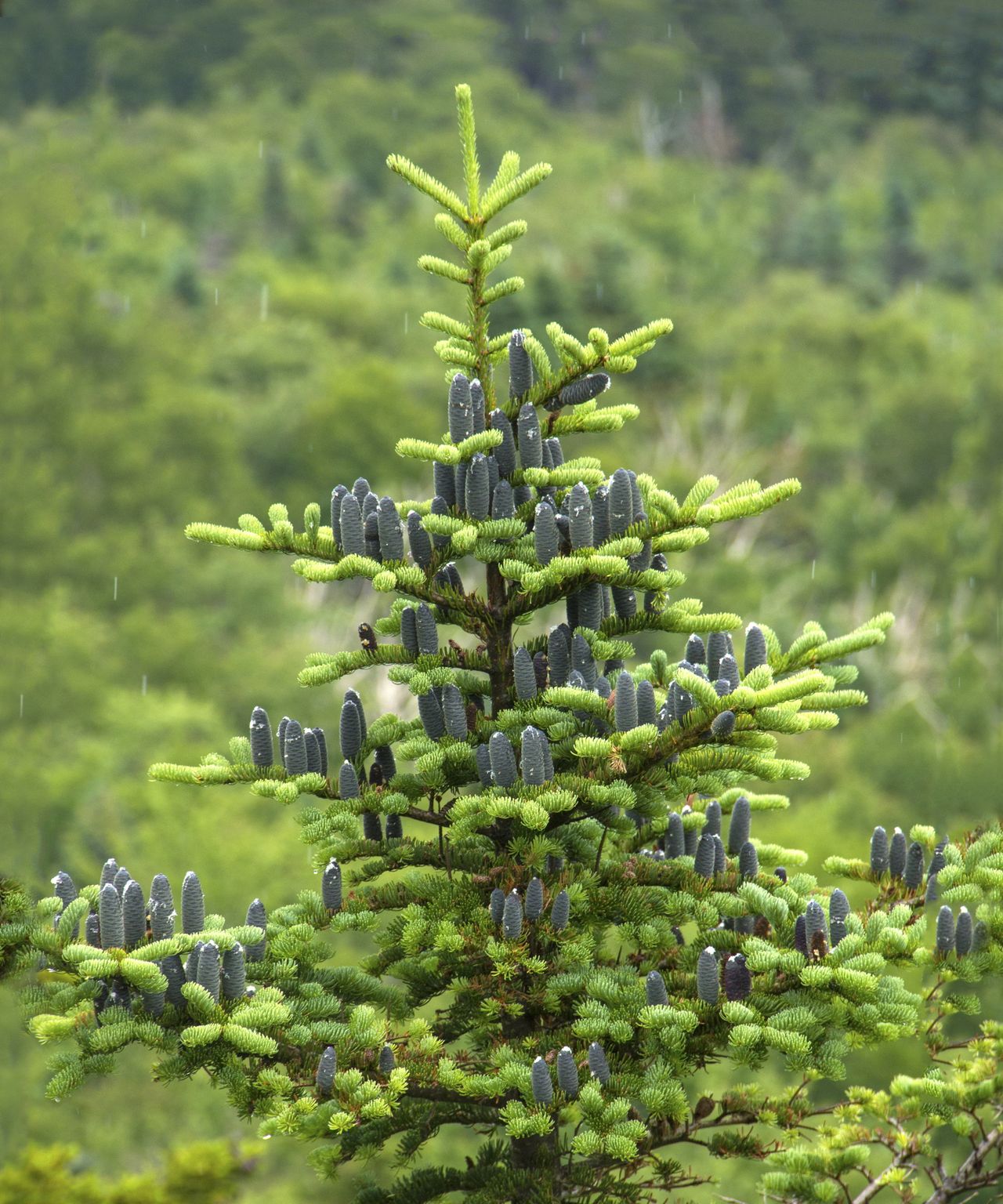 Balsam fir care and growing guide