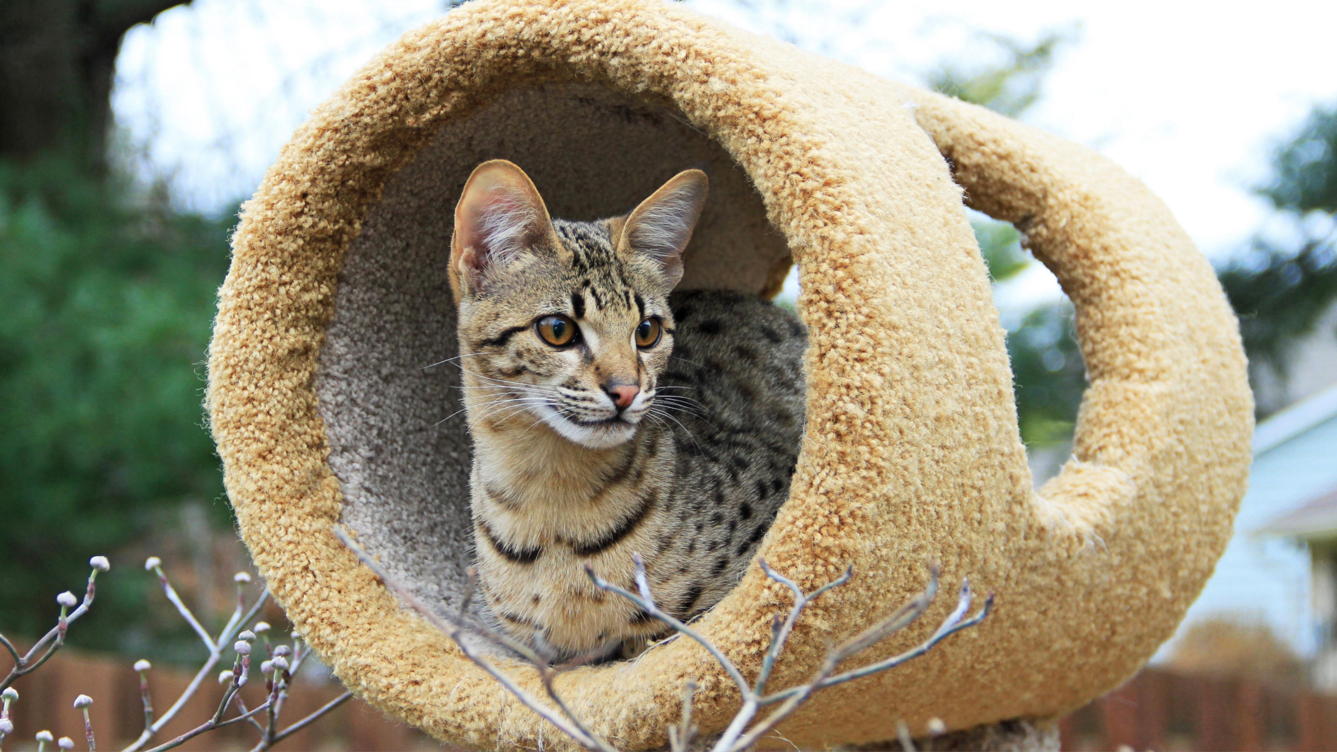 Savannah cat