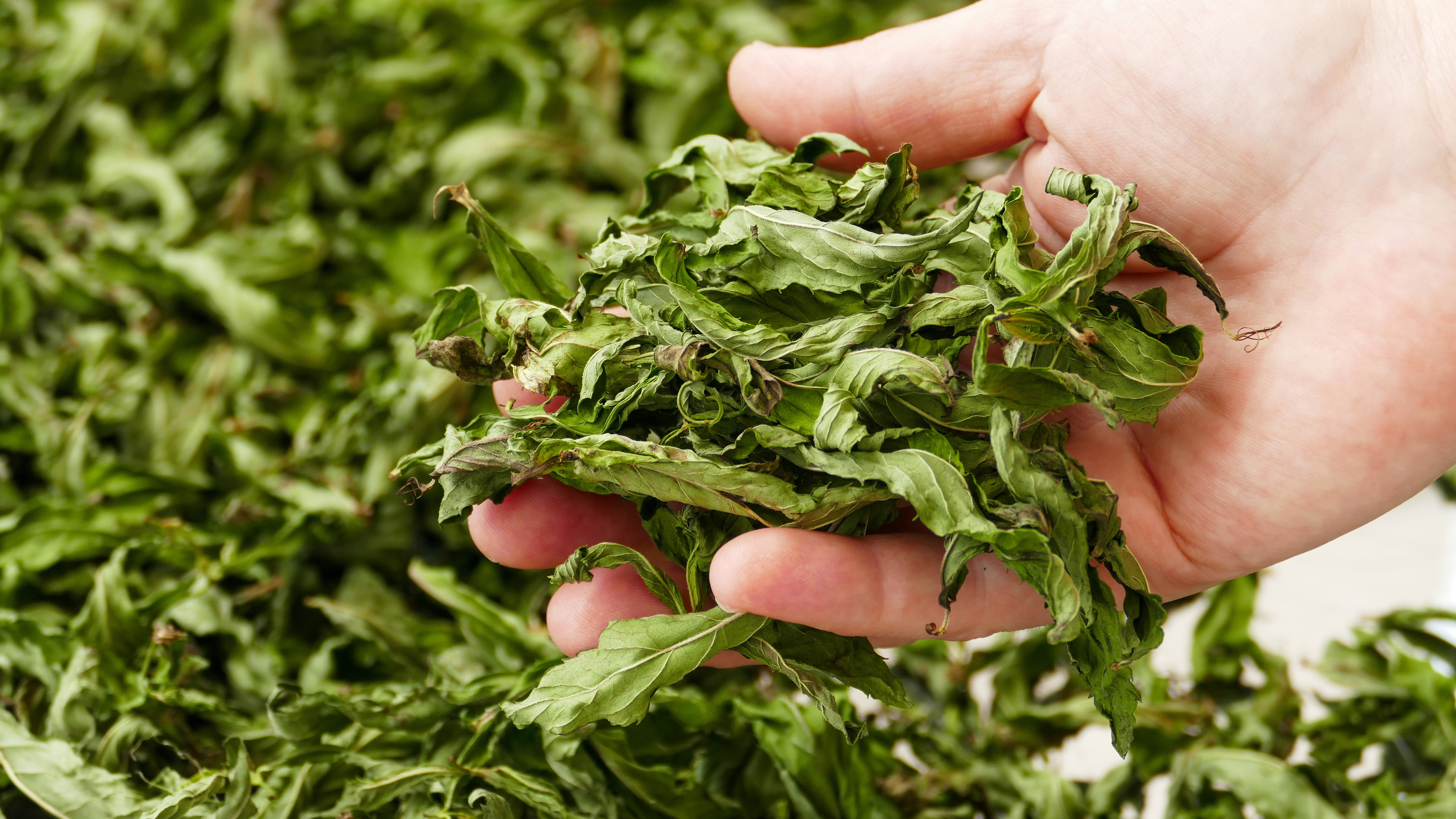 Holding dried mint leaves