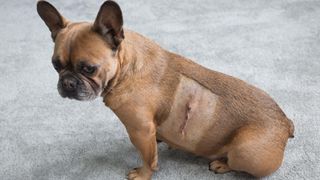 French bulldog after lipoma removed