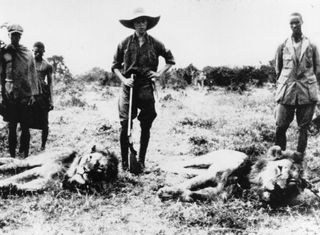 Danish novelist Isak Dinesen (pseudonym of Baroness Karen Christence Blixen-Finecke) posing with dead lions and a rifle on a safari in Kenya, circa 1914.