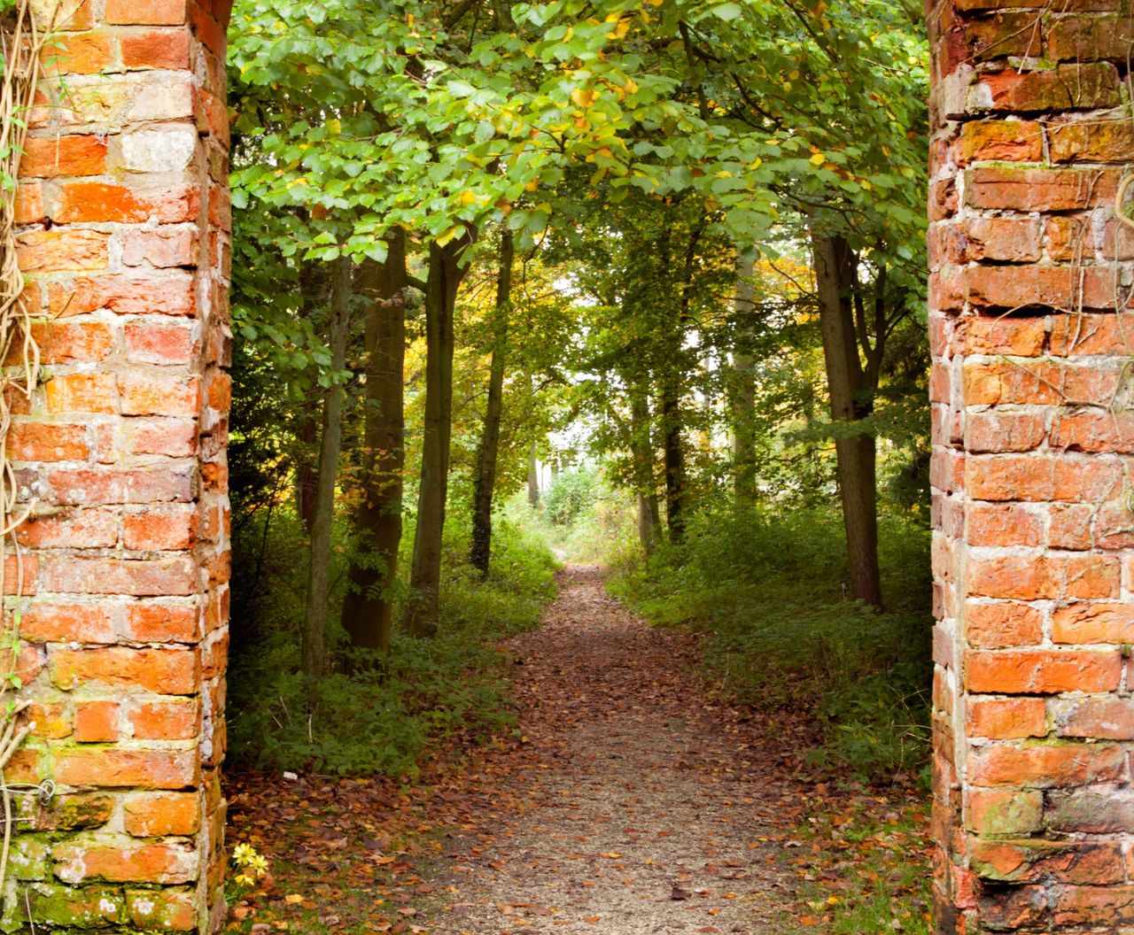 Woodland garden seen through a wall opening