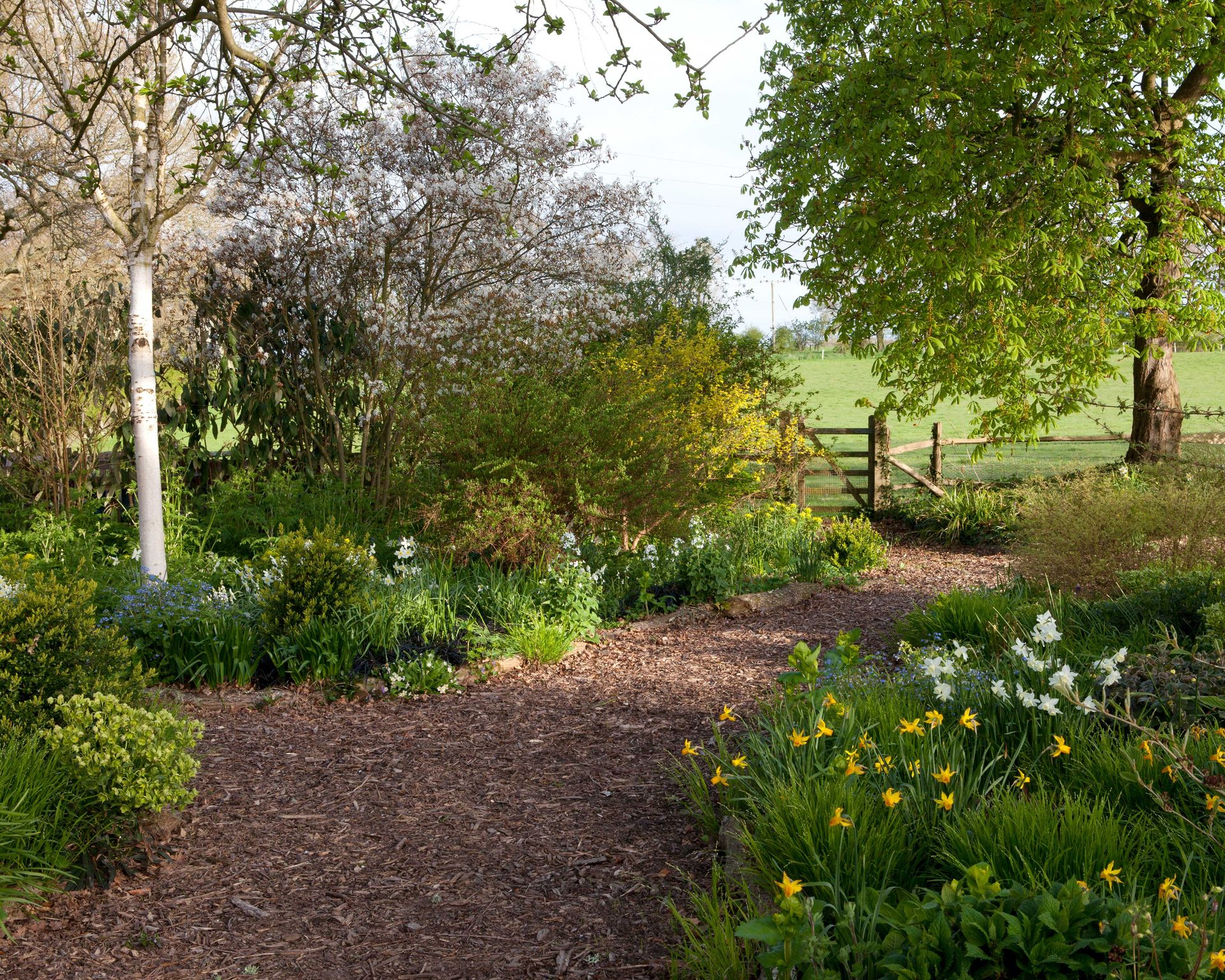 garden path made from bark chippings in woodland garden area