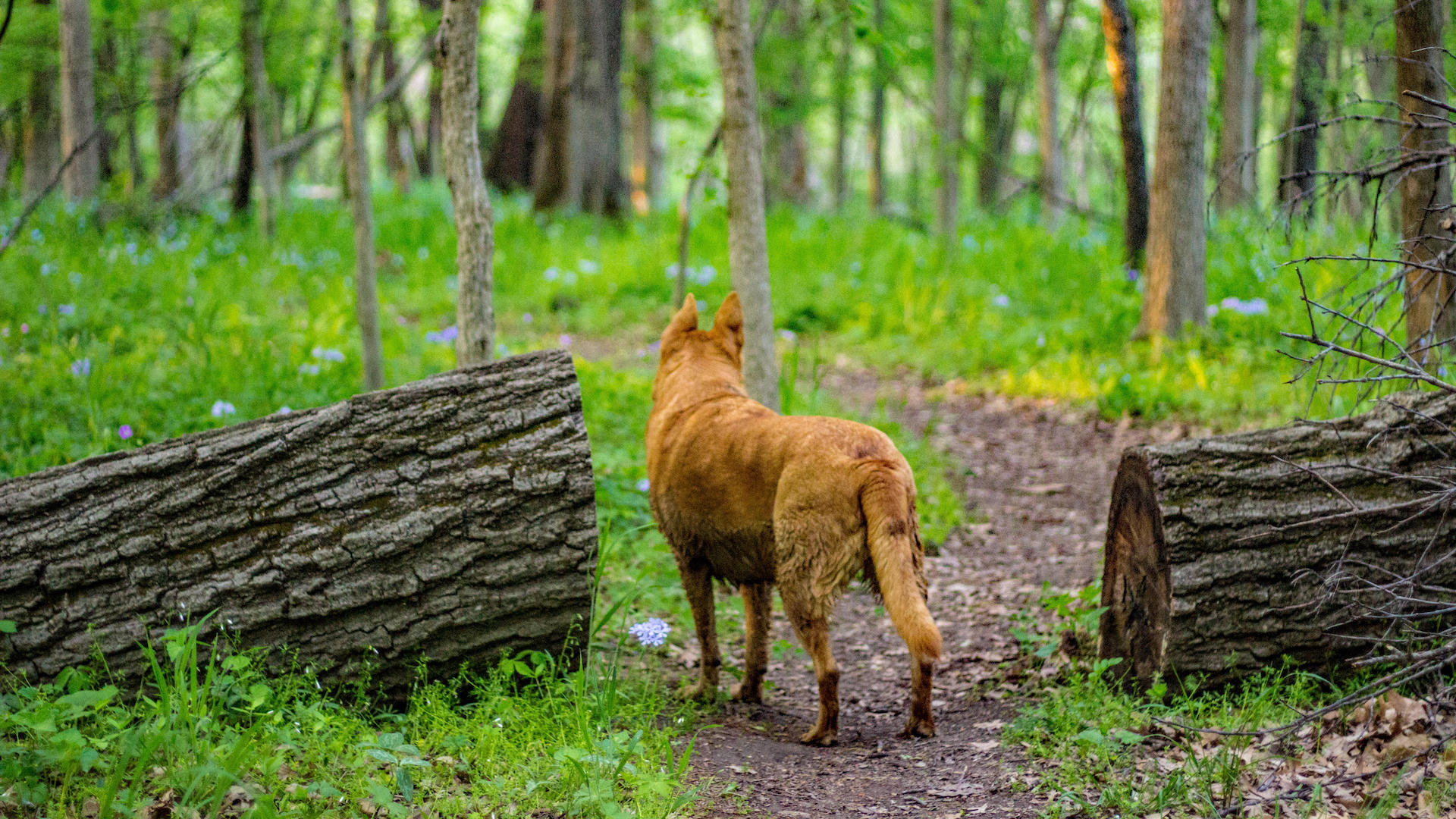 Dog looking at trail ahead.