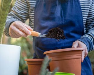adding soil to plant pot
