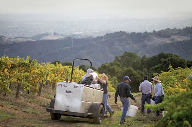Harvest time at Ridge Monte Bello.