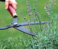 pruning lavender with red handled loppers