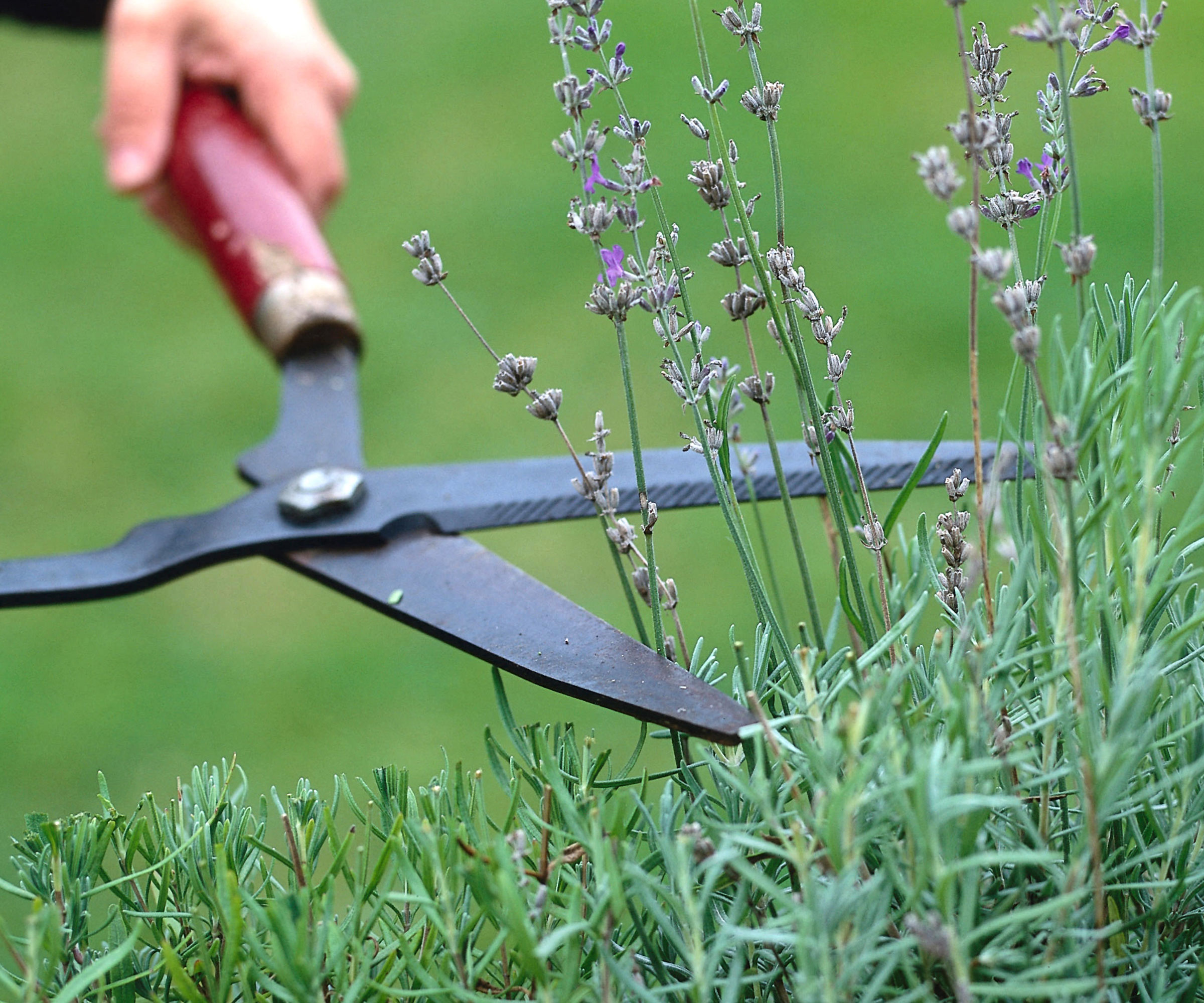 pruning lavender with red handled loppers