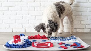 Dog using snuffle mat