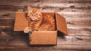 Ginger cat sits in box on wooden floor