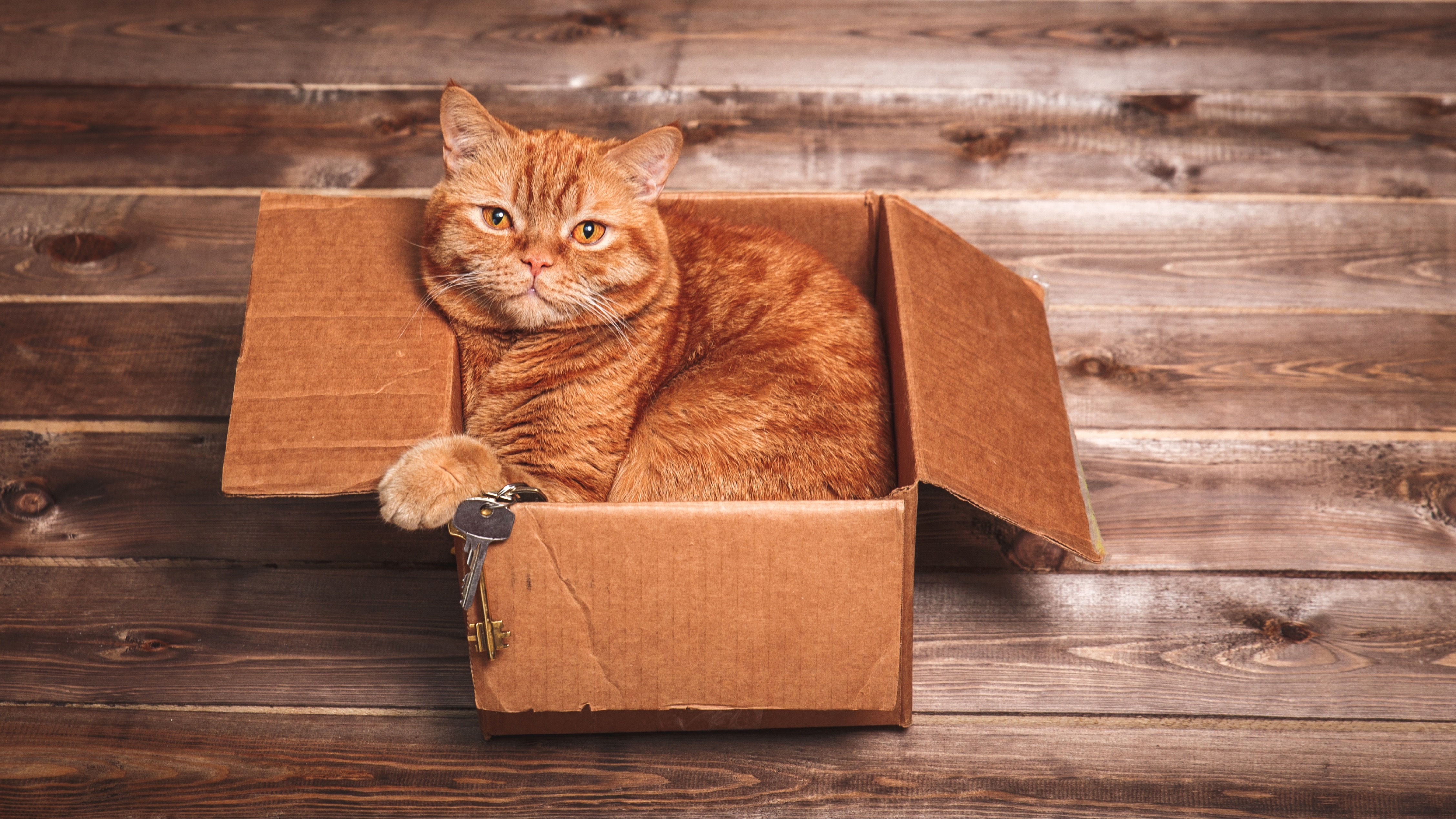 Ginger cat sits in box on wooden floor