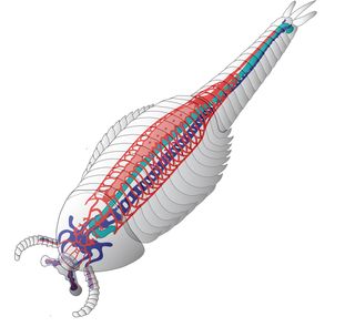 Reconstructions of Fuxianhuia protensa, with the cardiovascular system in red, the gut in green and the central nervous system in blue.