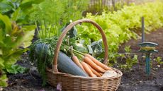 vegetables in basket