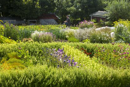 Flowers and vegetables in the organic garden at the Argyll Hotel on Iona, Scotland.