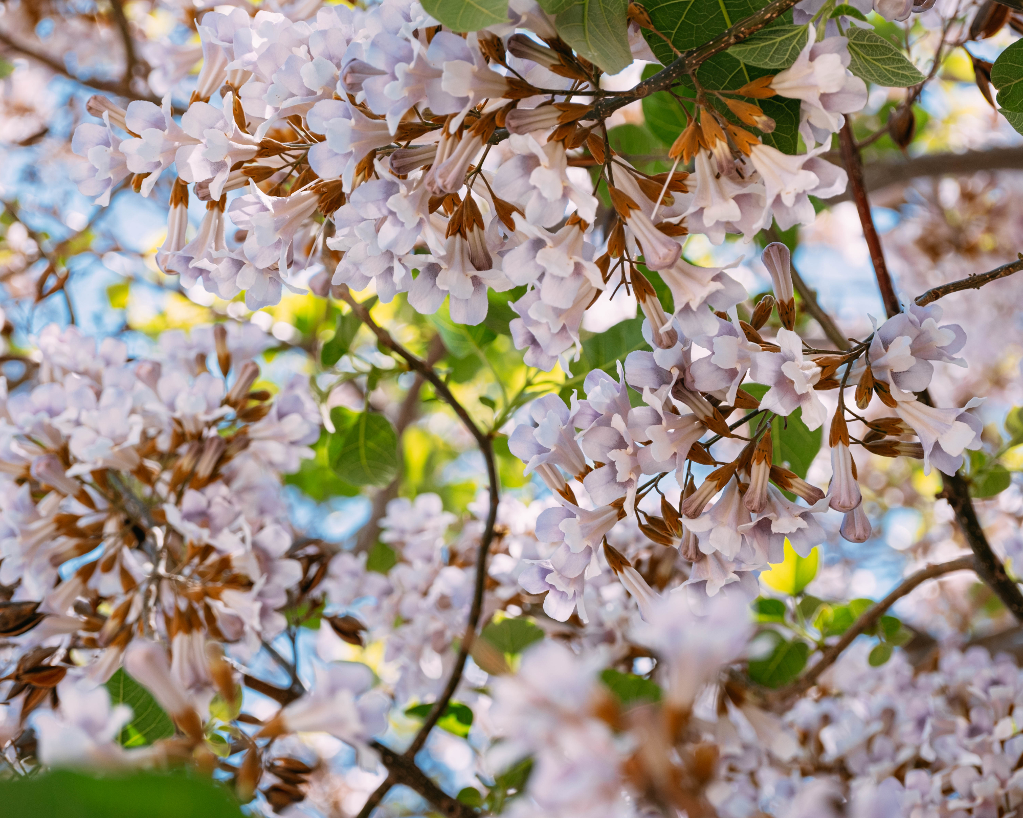 Empress tree flowers