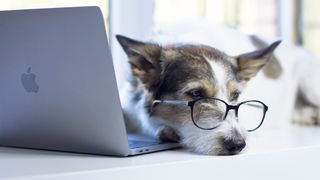 Un perro con gafas descansando frente a un portátil MacBook 