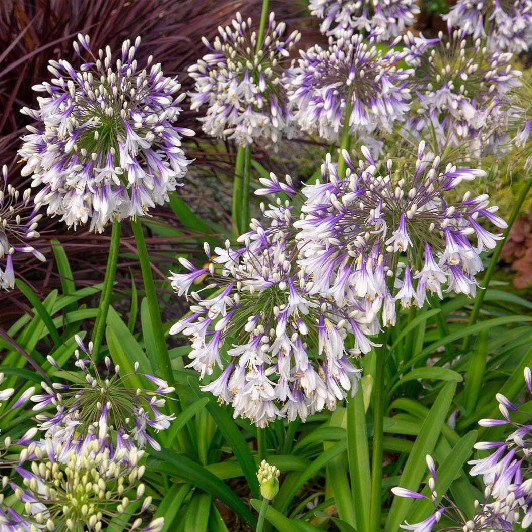 Ever Twilight&amp;trade; Agapanthus Plant