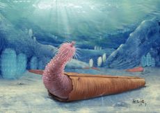 Illustration of a Cambrian penis worm inhabiting a hyolith shell.