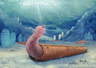 Illustration of a Cambrian penis worm inhabiting a hyolith shell.
