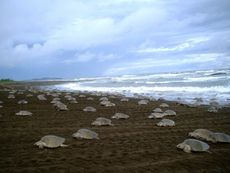Olive Ridley turtles coming ashore to lay eggs in Mexico. Adults weight about 100 lbs (45 kg), while hatchlings weigh less than 1 ounce (28 g). 