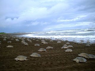 Olive Ridley turtles coming ashore to lay eggs in Mexico. Adults weight about 100 lbs (45 kg), while hatchlings weigh less than 1 ounce (28 g). 