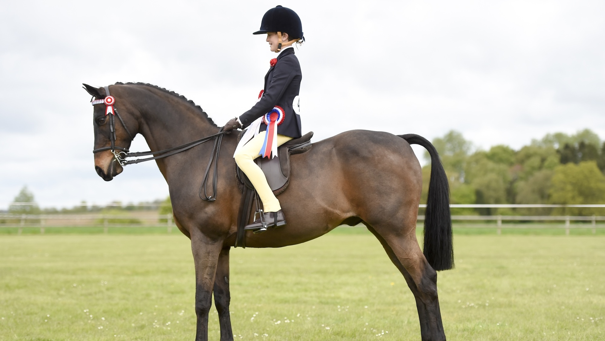 Roseview Limited Edition in the ring