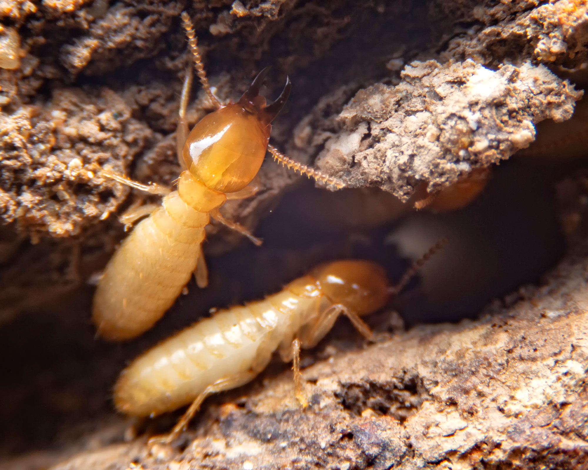 how to identify bugs - termites - GettyImages-1226368259