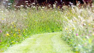 Wild lawn with wildflowers and mown lawn through middle