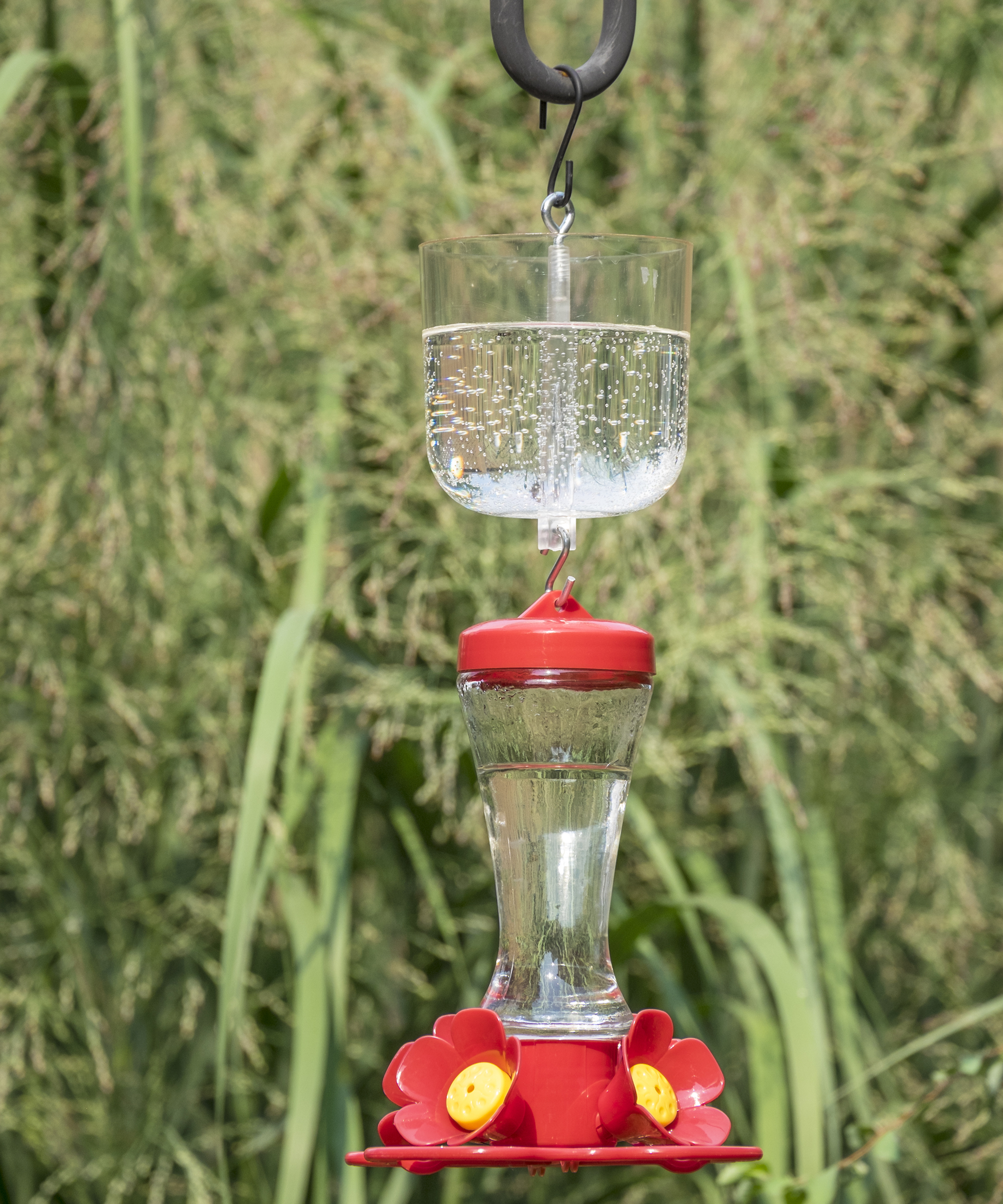 Hummingbird Feeder with an Ant Moat