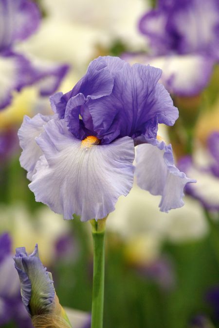 How to grow irises leigh clapp