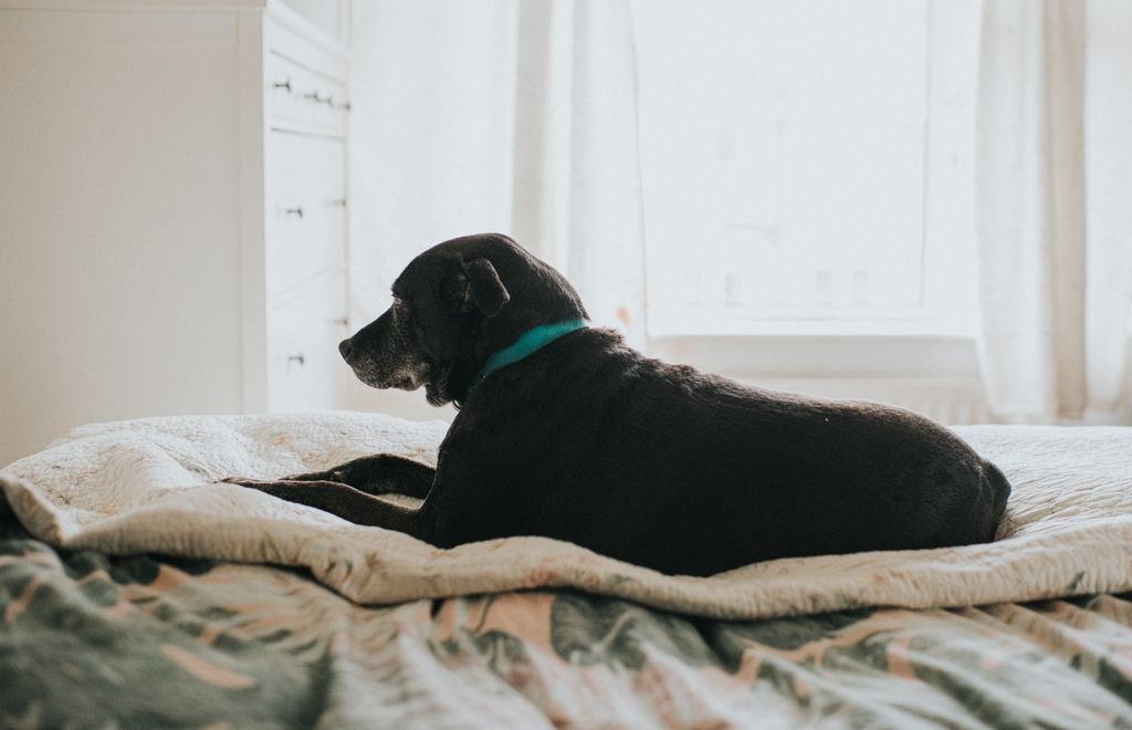 under your bed pet mattress