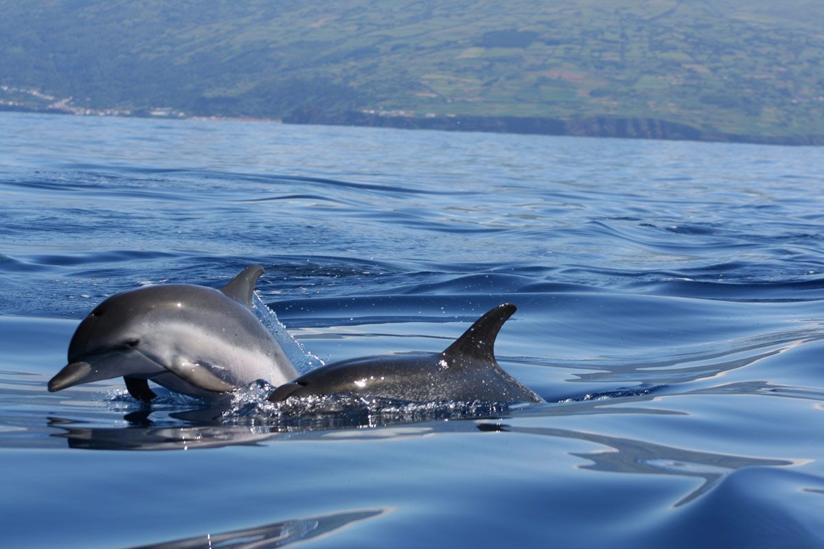 striped dolphins in the ocean