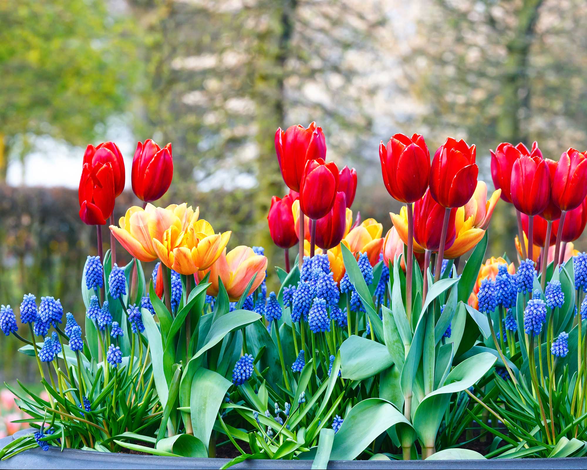 How to plant a bulb lasagne: 5 simple steps for layers of spring color ...