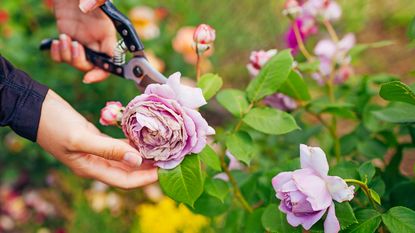 Deadheading fading flower on rose bush