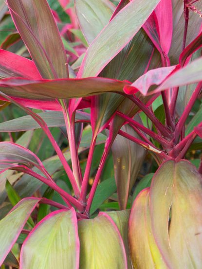 Yellowing Ti Plant Leaves