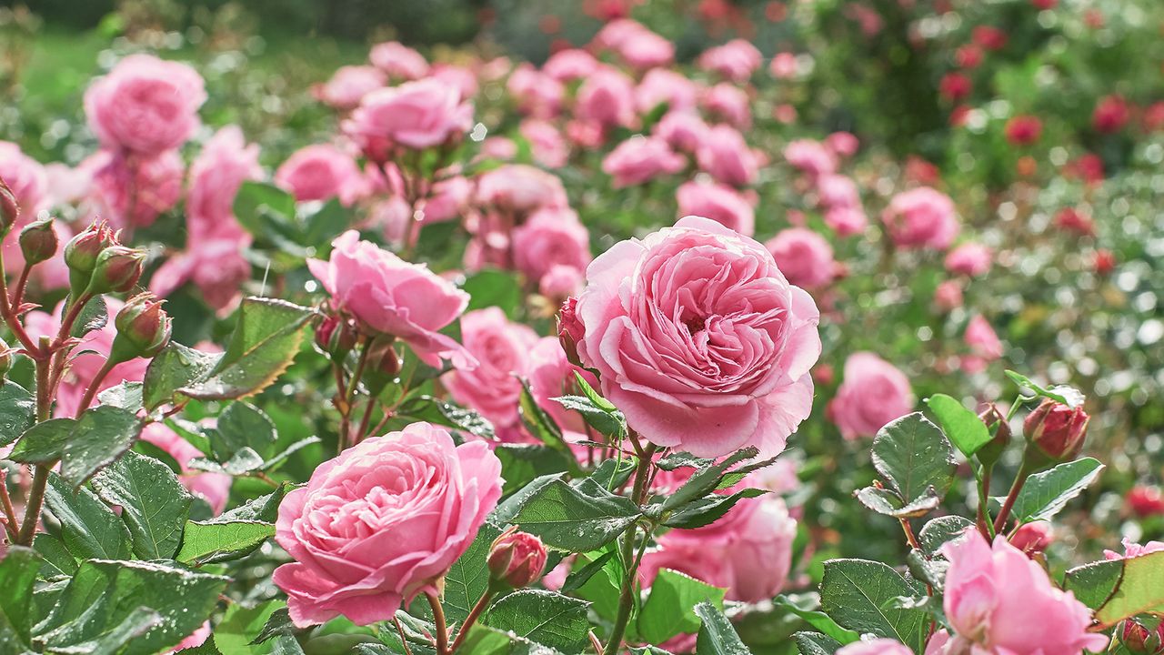 How to choose the best rose for your garden — it’s not just about the scent