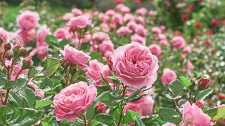 Mid-pink roses in full bloom
