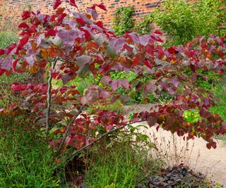 Small redbud tree with dark red leaves in garden