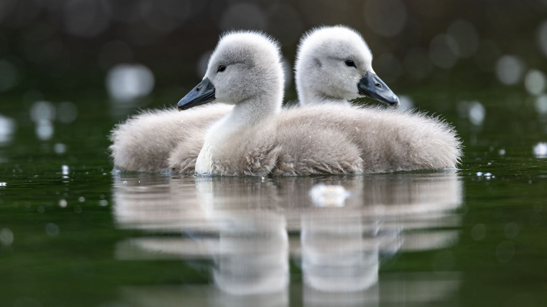 A pair of baby swans on a pond