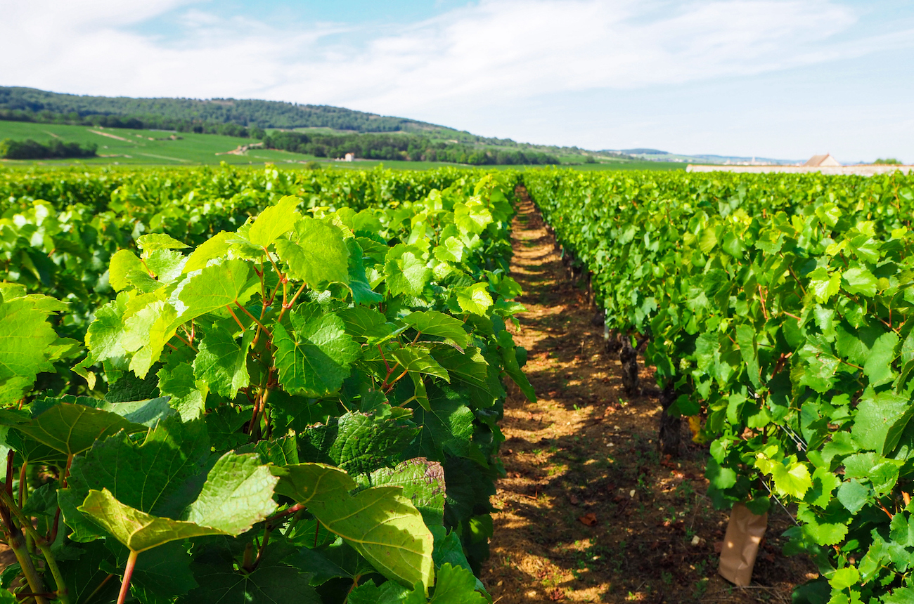 Puligny-Montrachet and Meursault vineyards in Burgundy wine country.