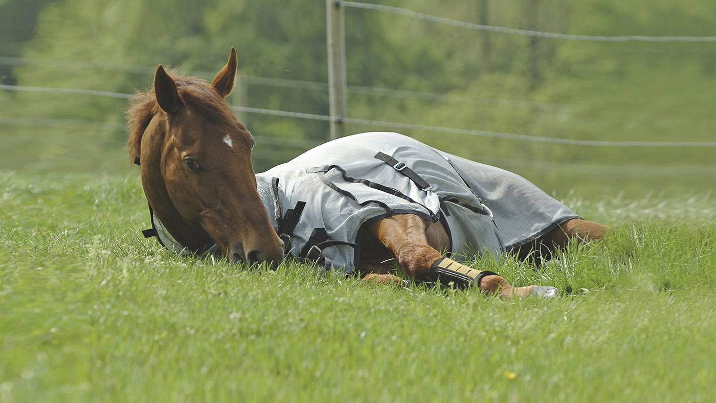 Over To You lying down in the field