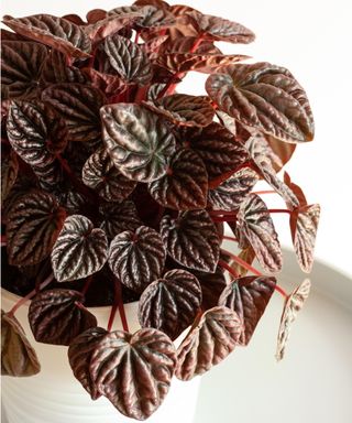 Peperomia caperata red luna