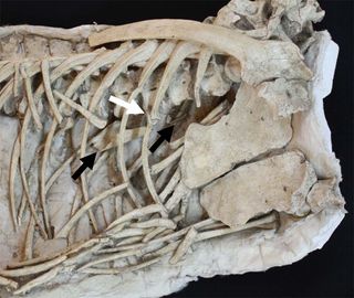Skeletal remains of a Velociraptor have revealed a pterosaur bone in the dinosaur's gut (black arrows), suggesting the predator wouldn't turn down a free meal. The dinosaur's rib cage had also been broken (white arrow), suggesting it was injured before death.